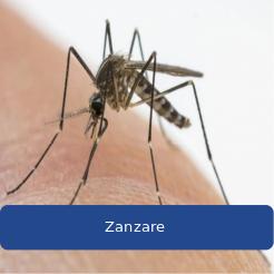 Zanzare