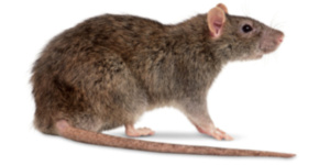Derattizzazione ratti e topi
