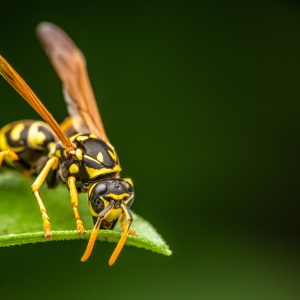 Closeup of a wasp on a plant in the garden