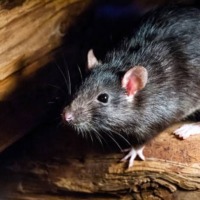 Ratto-nero Ratto-nero