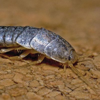 disinfestazione-pesciolino-d-argento-a-salerno