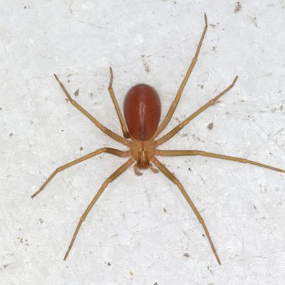 disinfestazione-ragni-a-Salerno